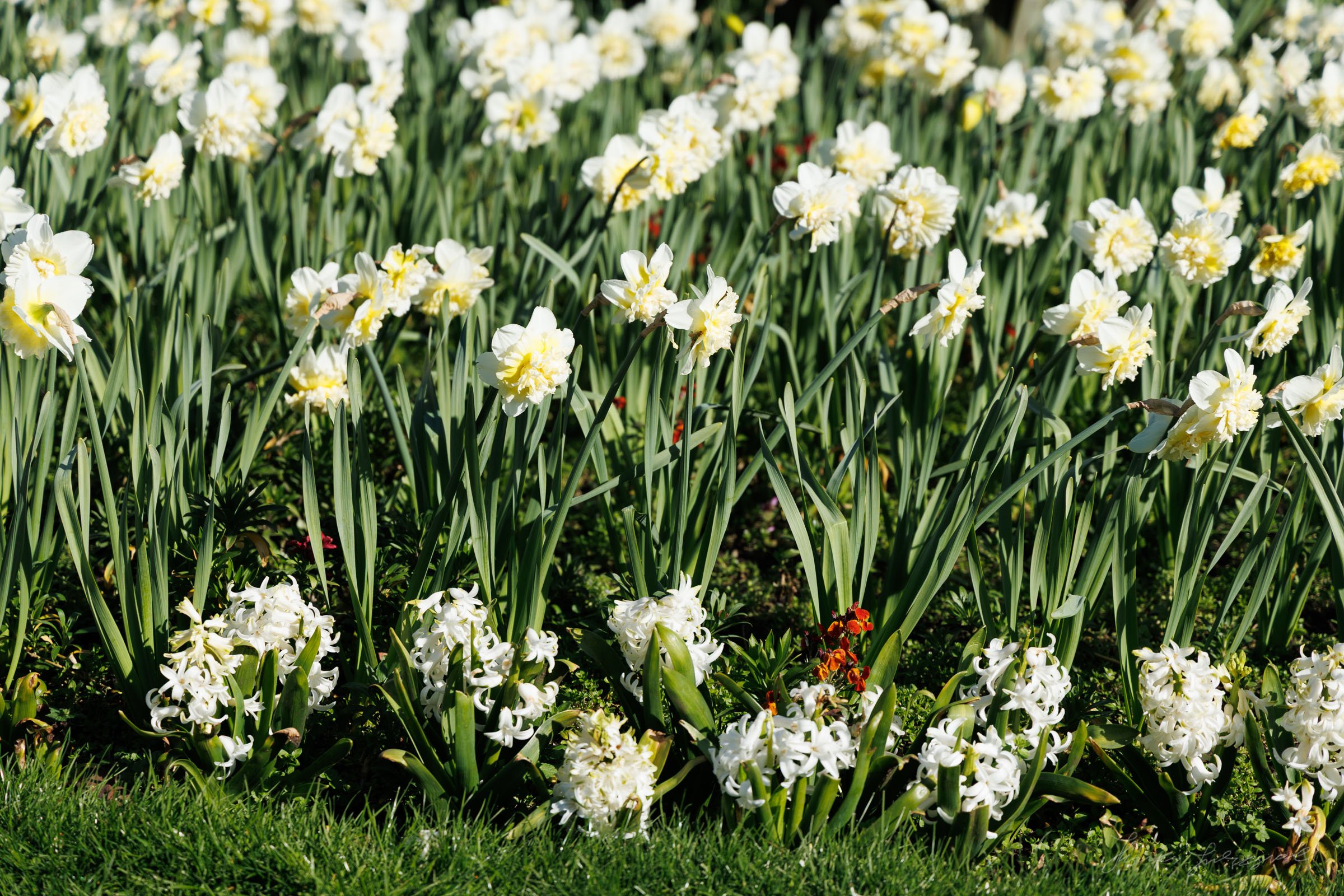 Daffodils in Stephen's Green