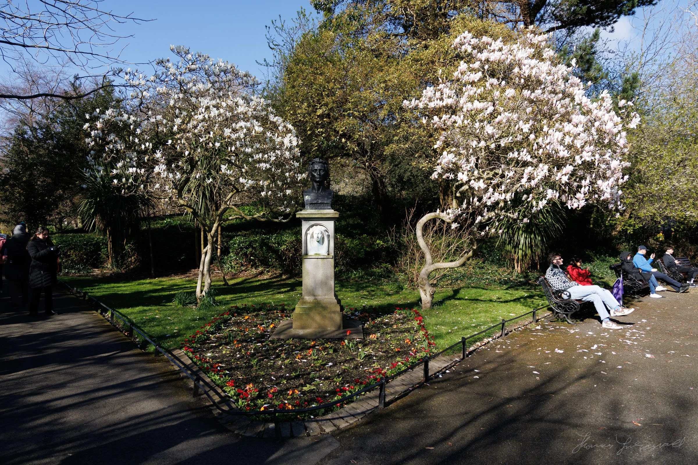 Magnolia Trees in Dublin's Stephe's Green