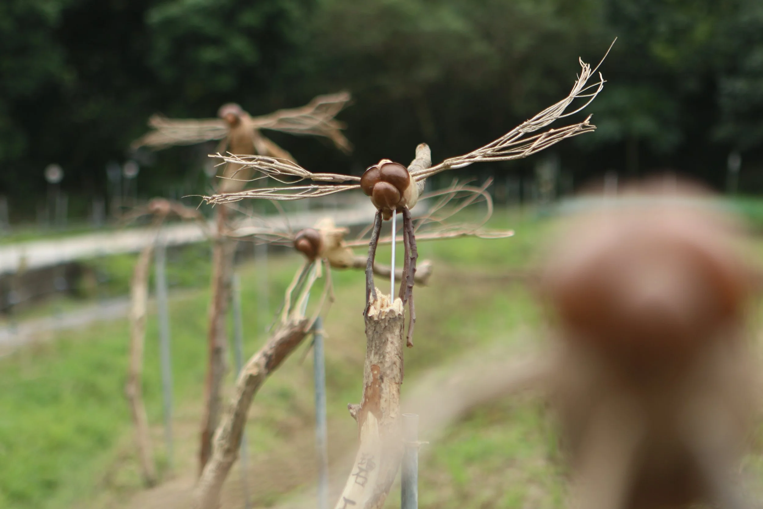 賞蜻蜓  Admire the beauty of dragonflies