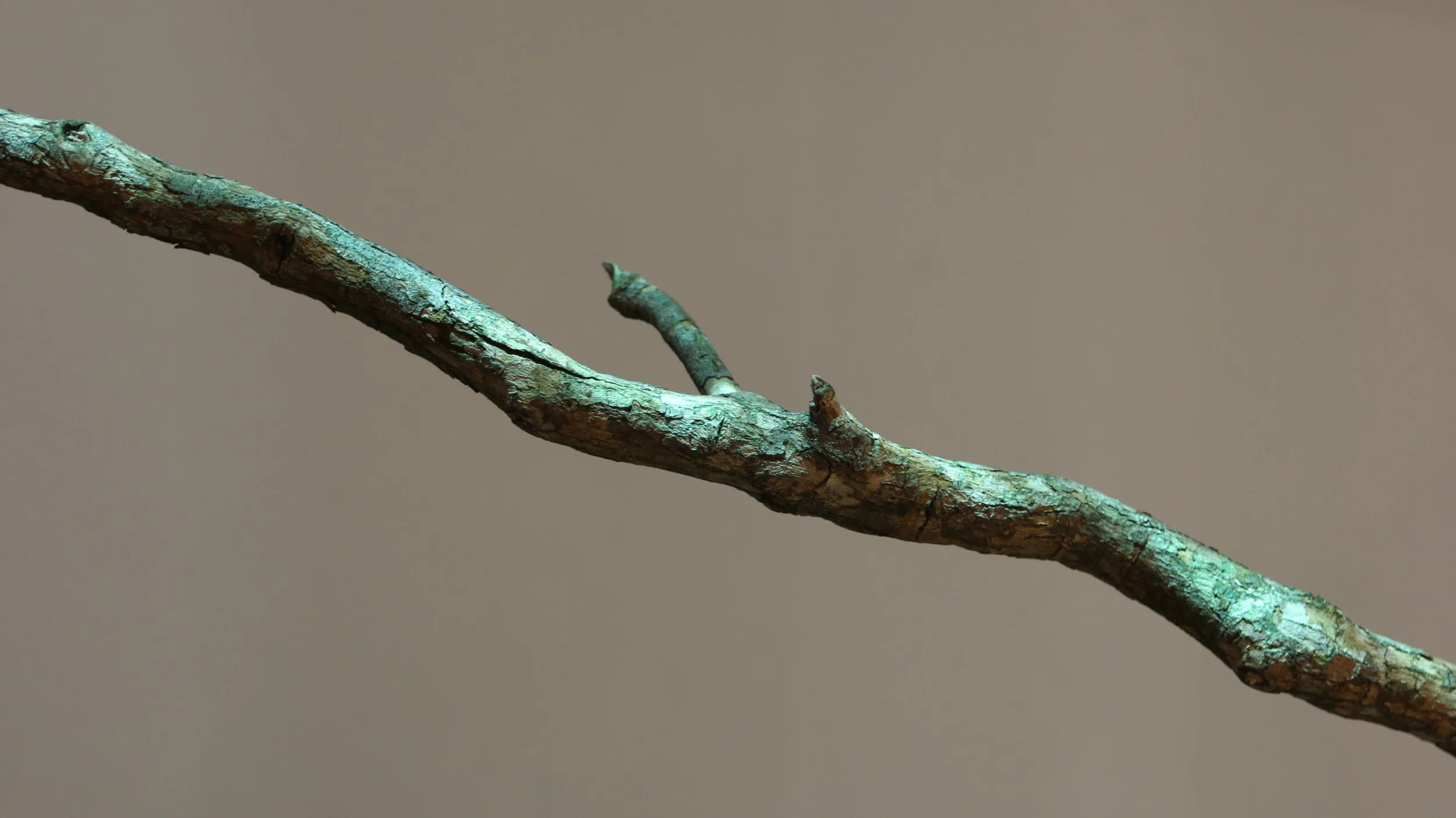 That year, that tree04.JPG