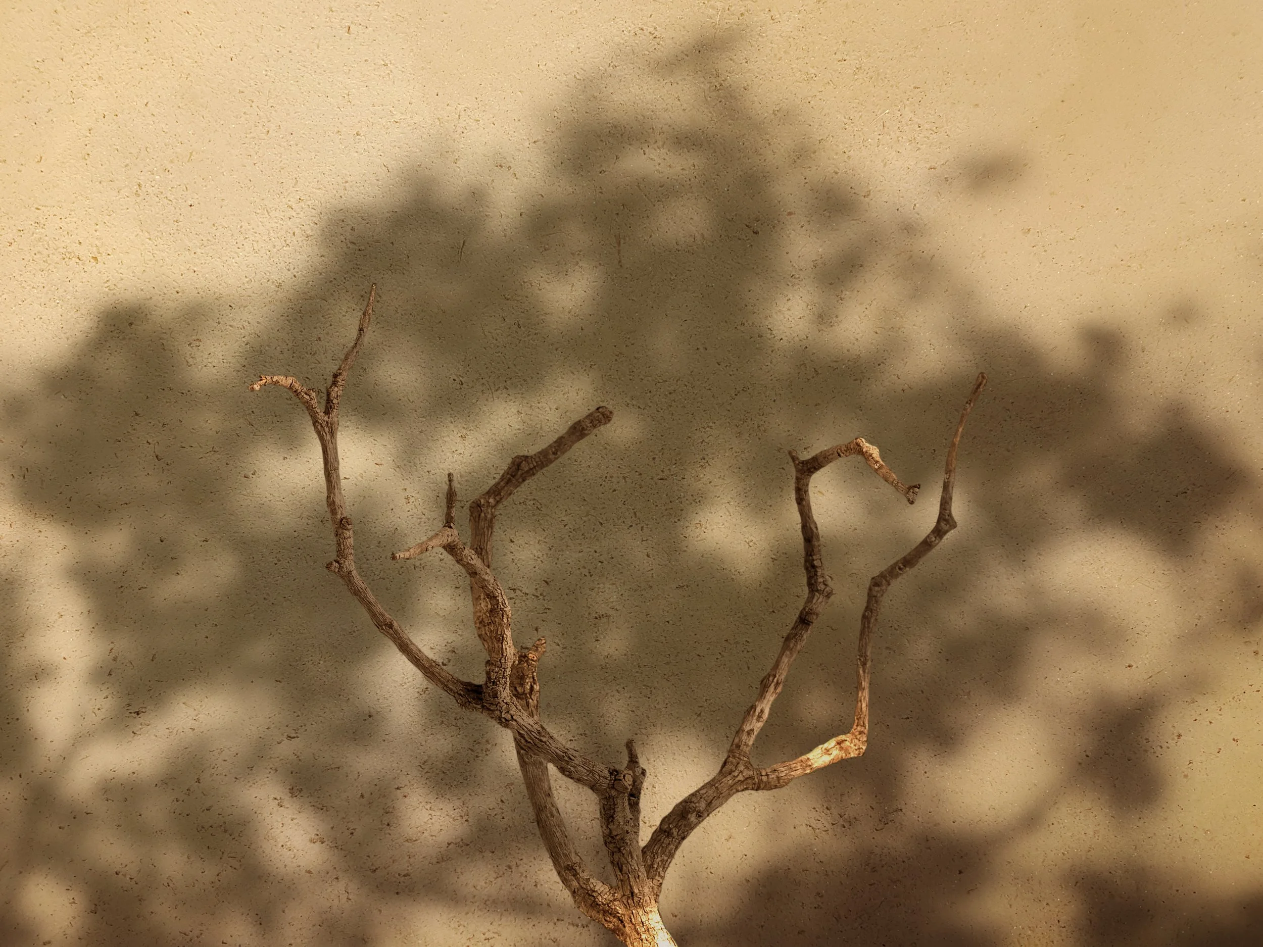 那年那樹 That year, that tree