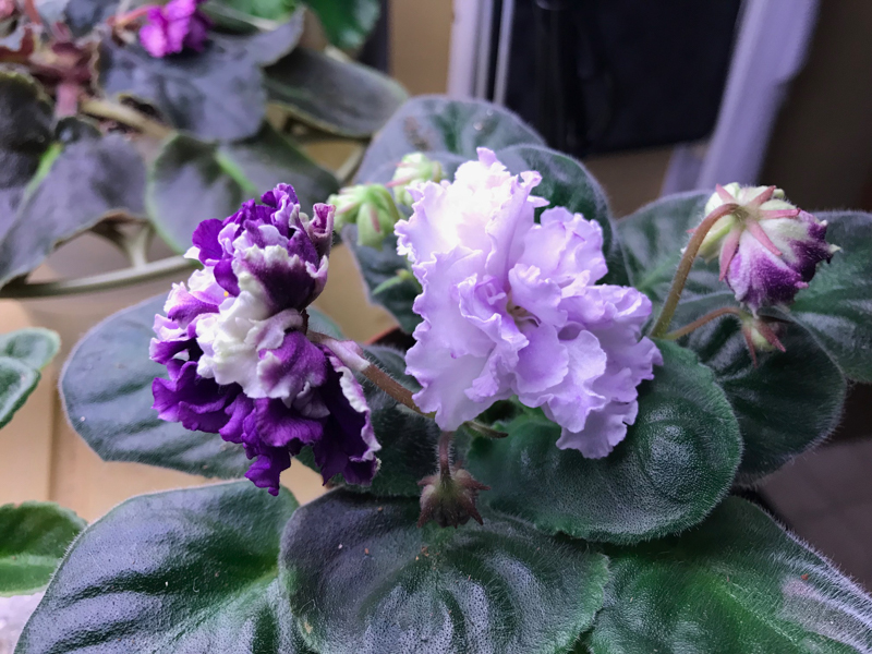 African violet