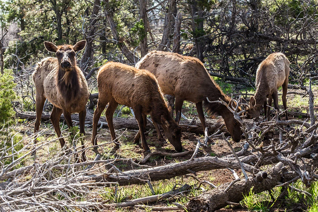 Elk Family in Grand Canyon.jpg