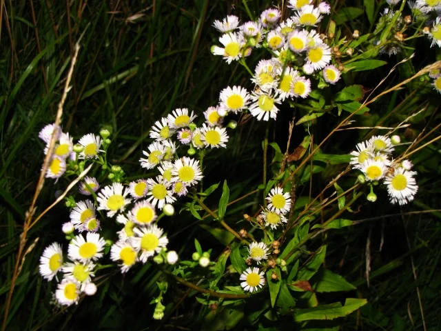 night flowers (640x480).jpg