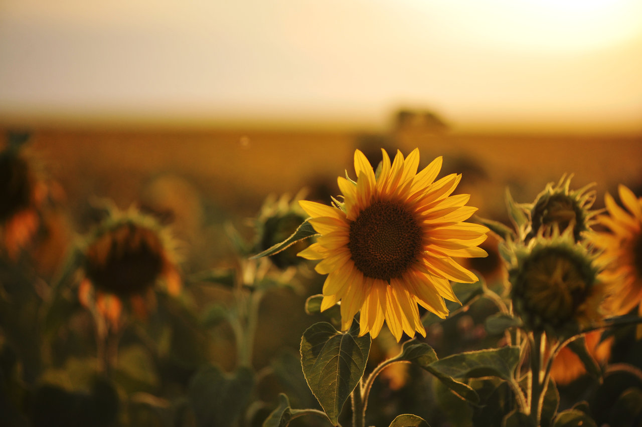 sunflower_and_sunset_by_pohlmannmark-d6gsr2e.jpg