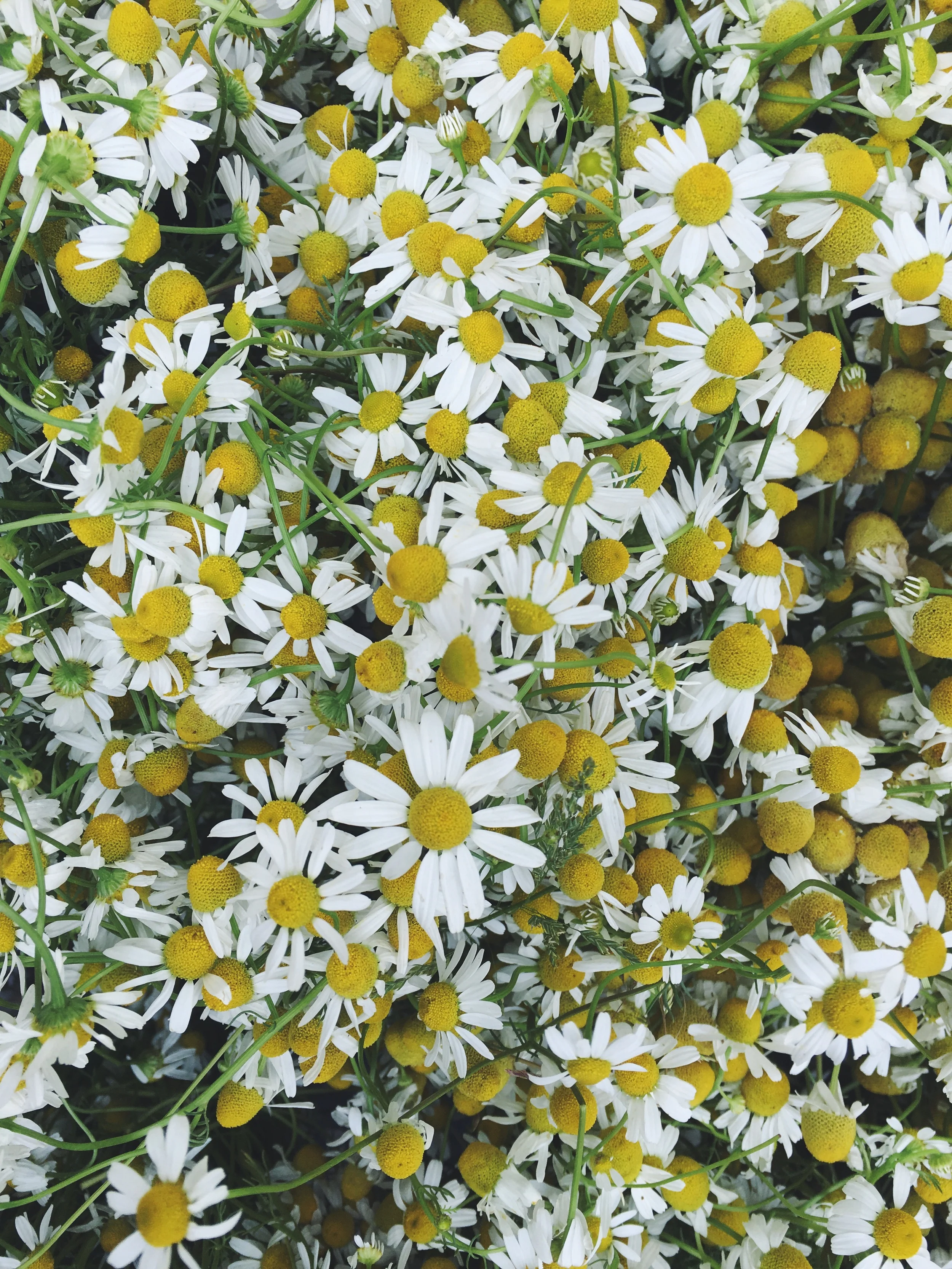 Chamomile