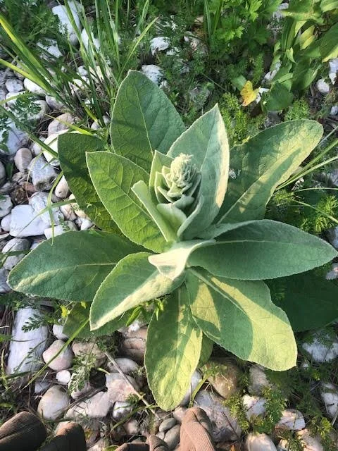 Local Mullein rosette with stalk growing up, which produces the yellow flowers