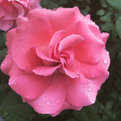 rose+in+the+rain.jpg