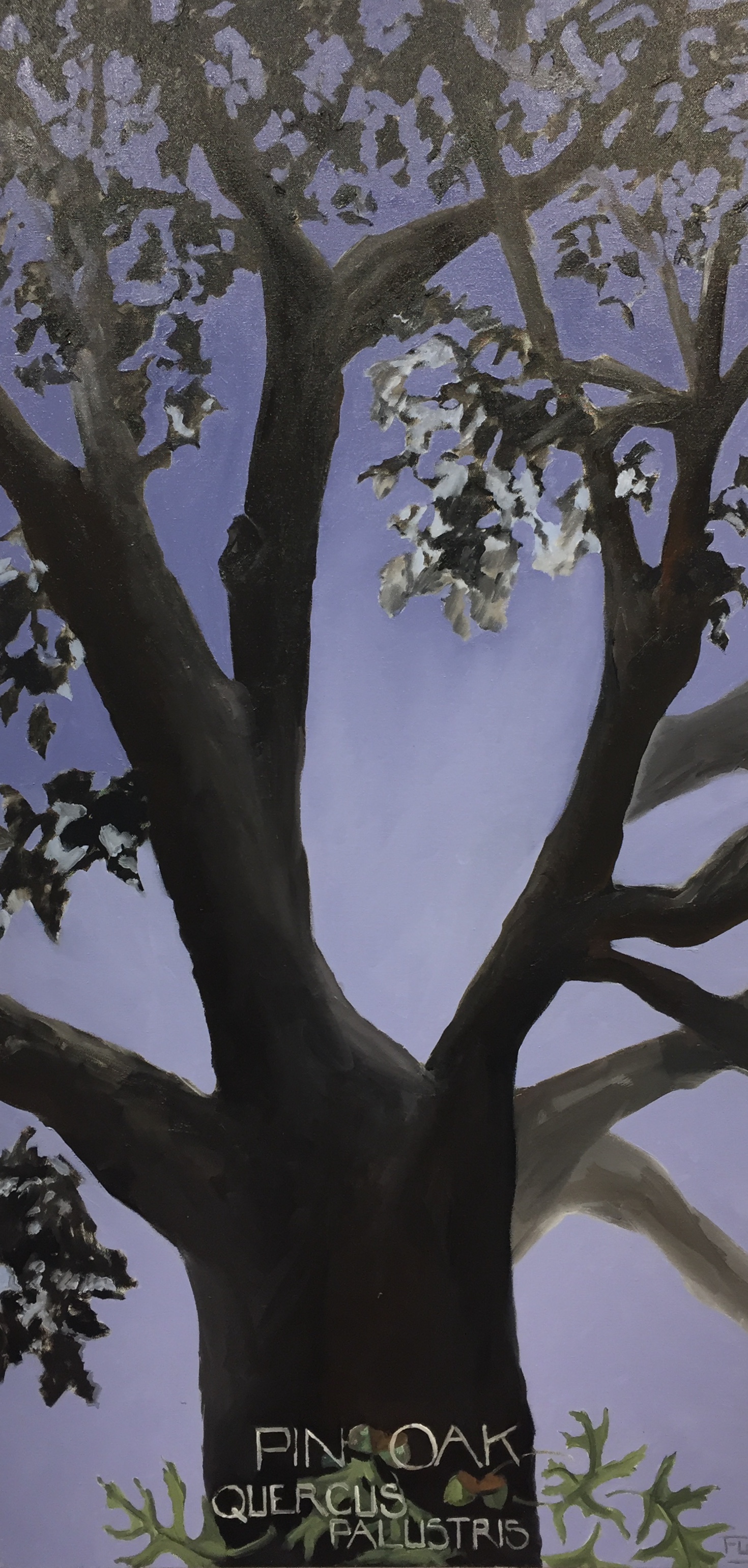 Pin Oak/Quercus palustris