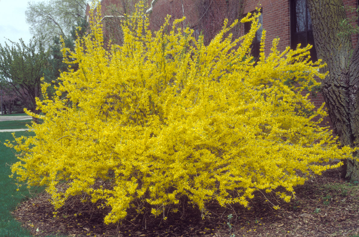 Forsythia-3.jpg