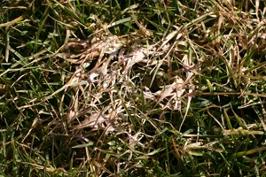 snowmold2.jpg
