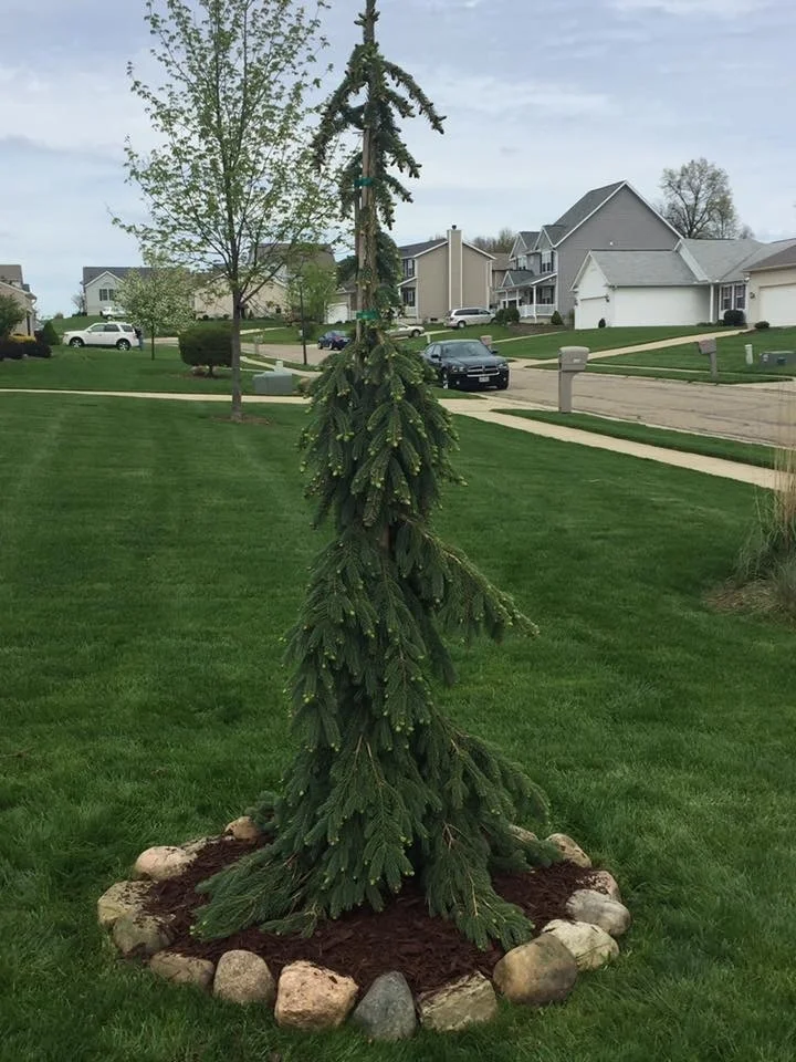 Top Turf Lawn care 330-671-7574