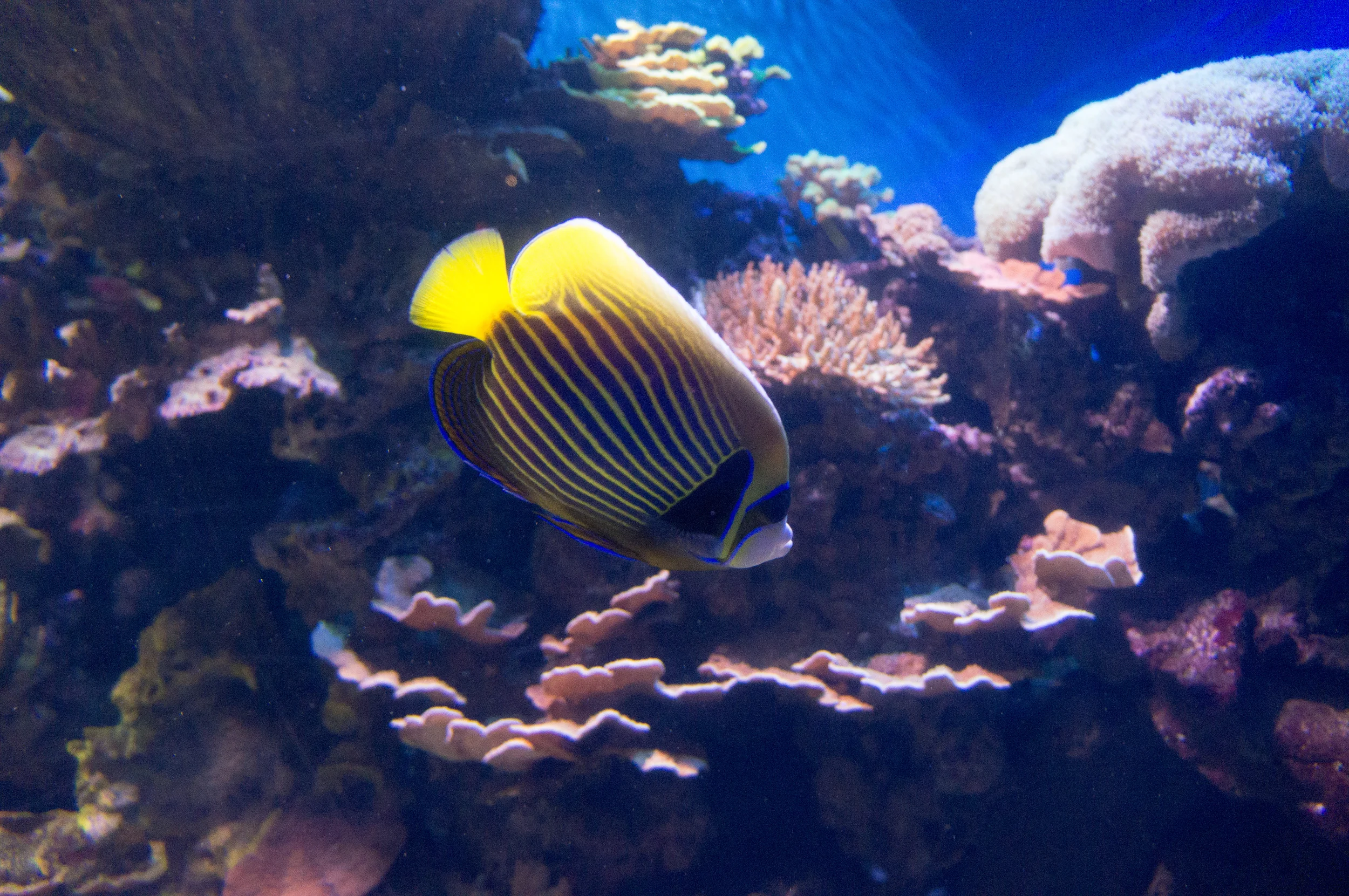 coneyisland-4.jpg