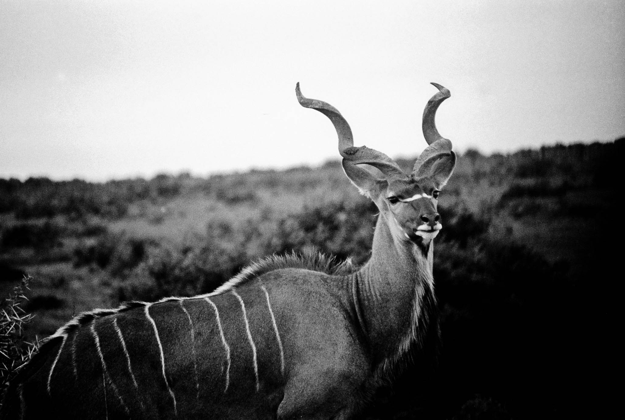 kudu (1 of 1).jpg