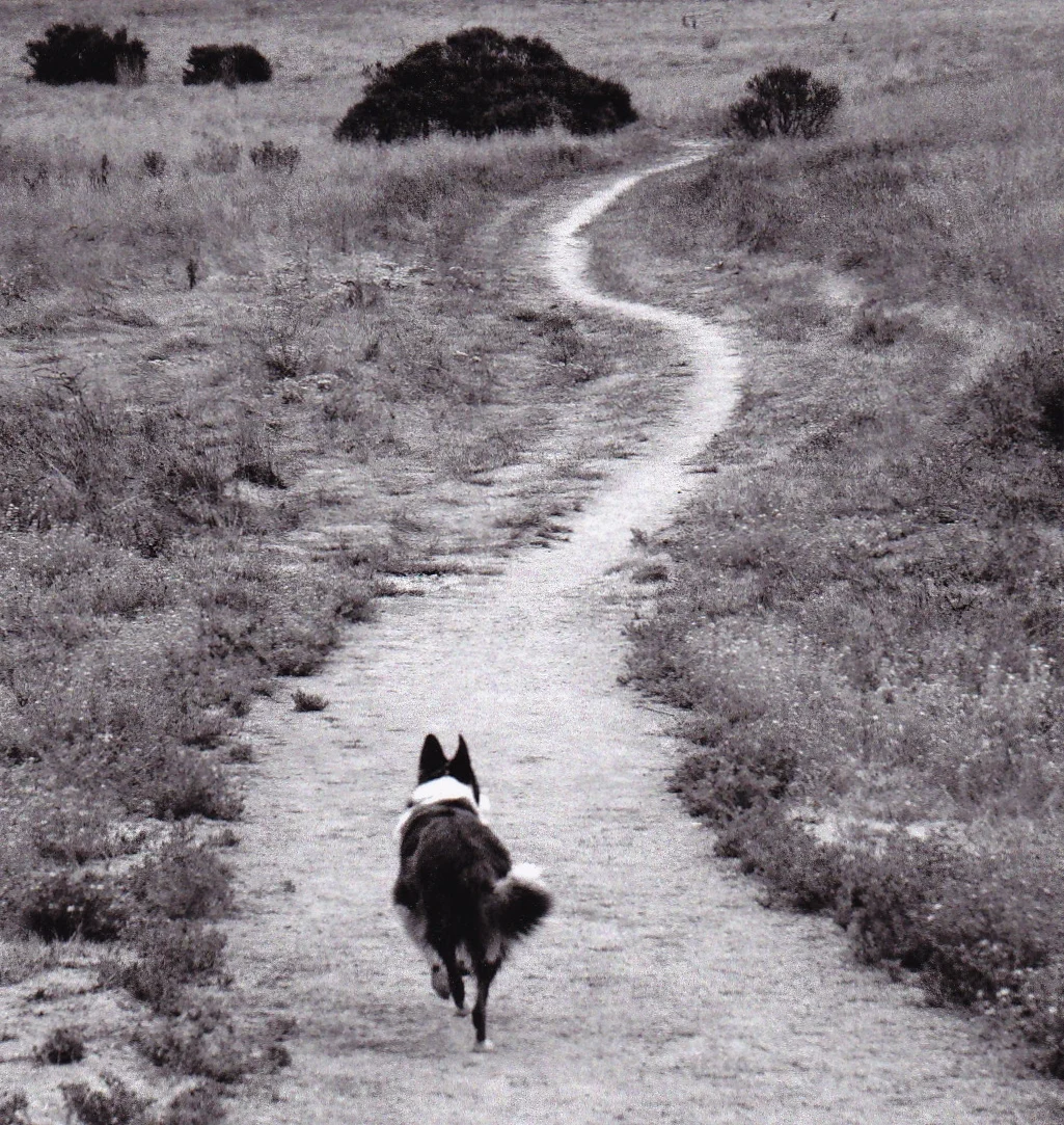All who wander are not lost.