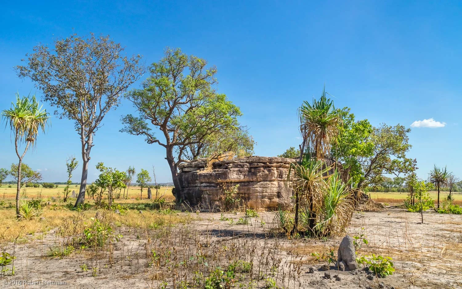 This scene, looking away from the "classroom" summarises the environment; a flat plain which would be under water during the wet, a variety of trees, Pandanus 'Screw Palms' isolated rocks and termite mounds under an azure sky. Only Paper Barks are missing, they like to be close to water.