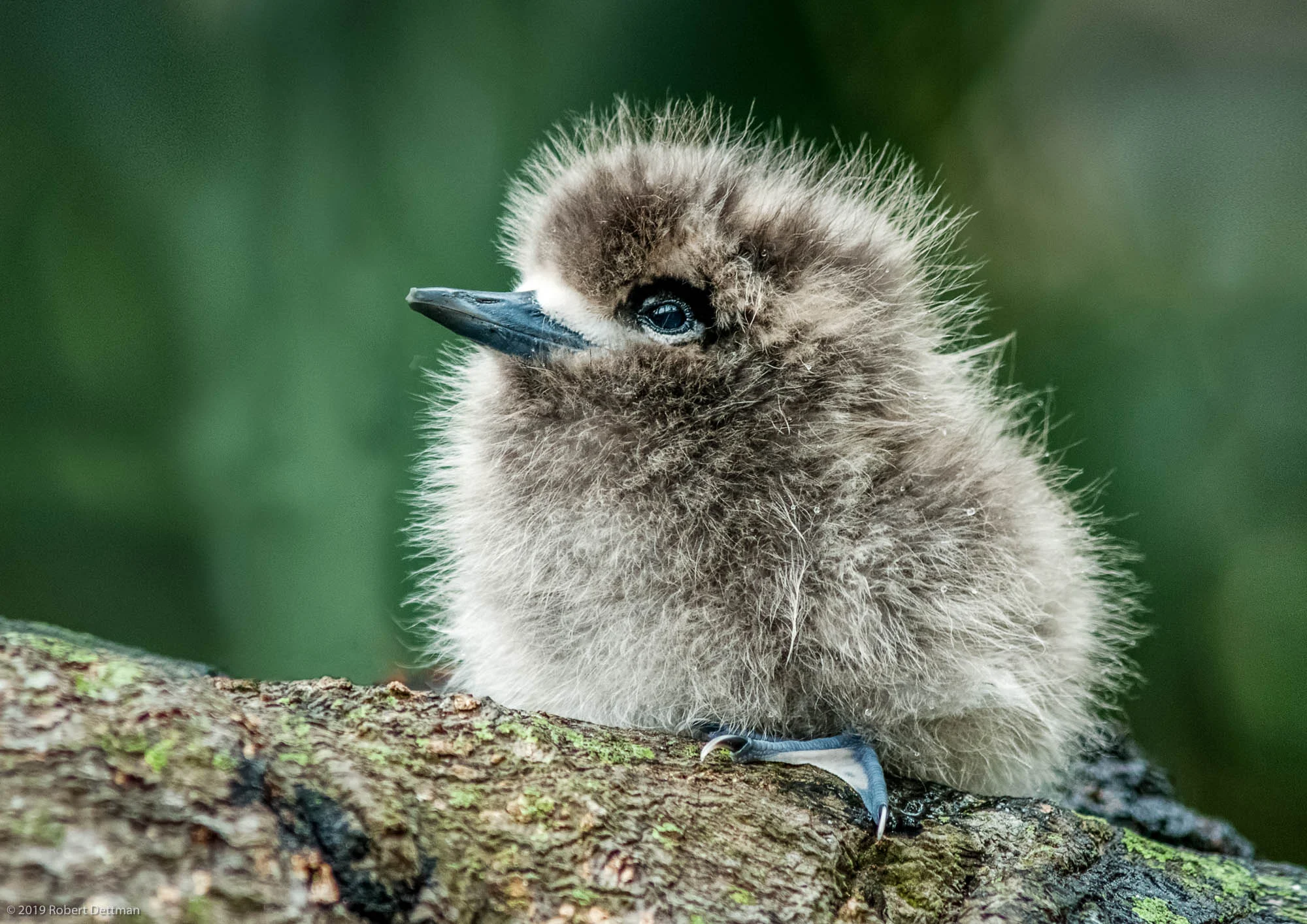 White Tern Chick