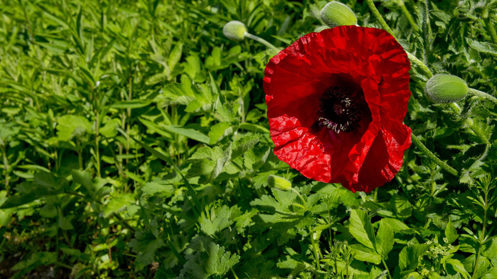 Poppy.jpg