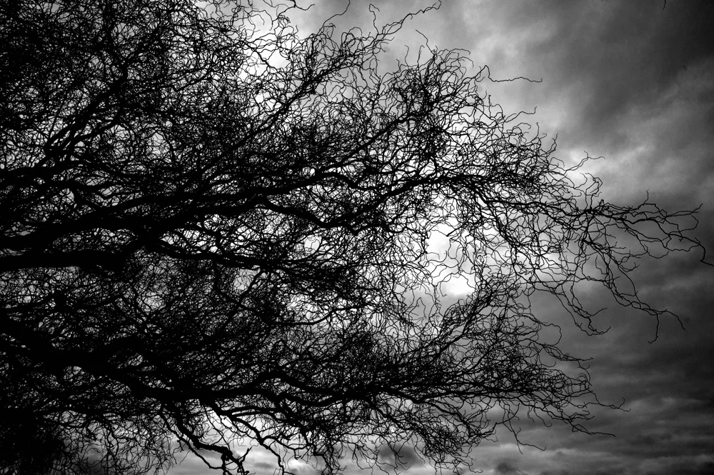 WILLOW HC1.jpg
