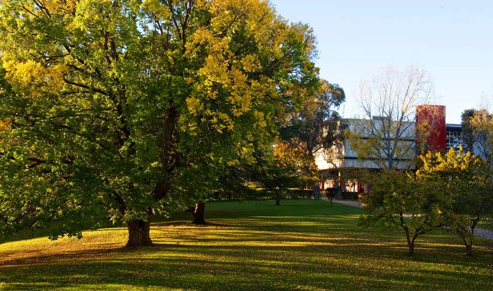 DavidElkins_Photography_Autumn Leaves 1.jpg