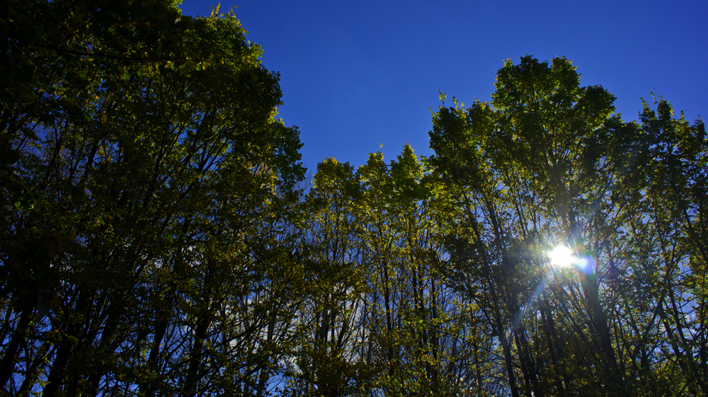 DavidElkins_Photography_Autumn.jpg