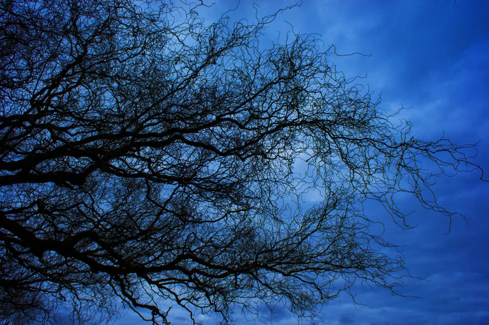 DavidElkins_Photography_BlueWillow.jpg