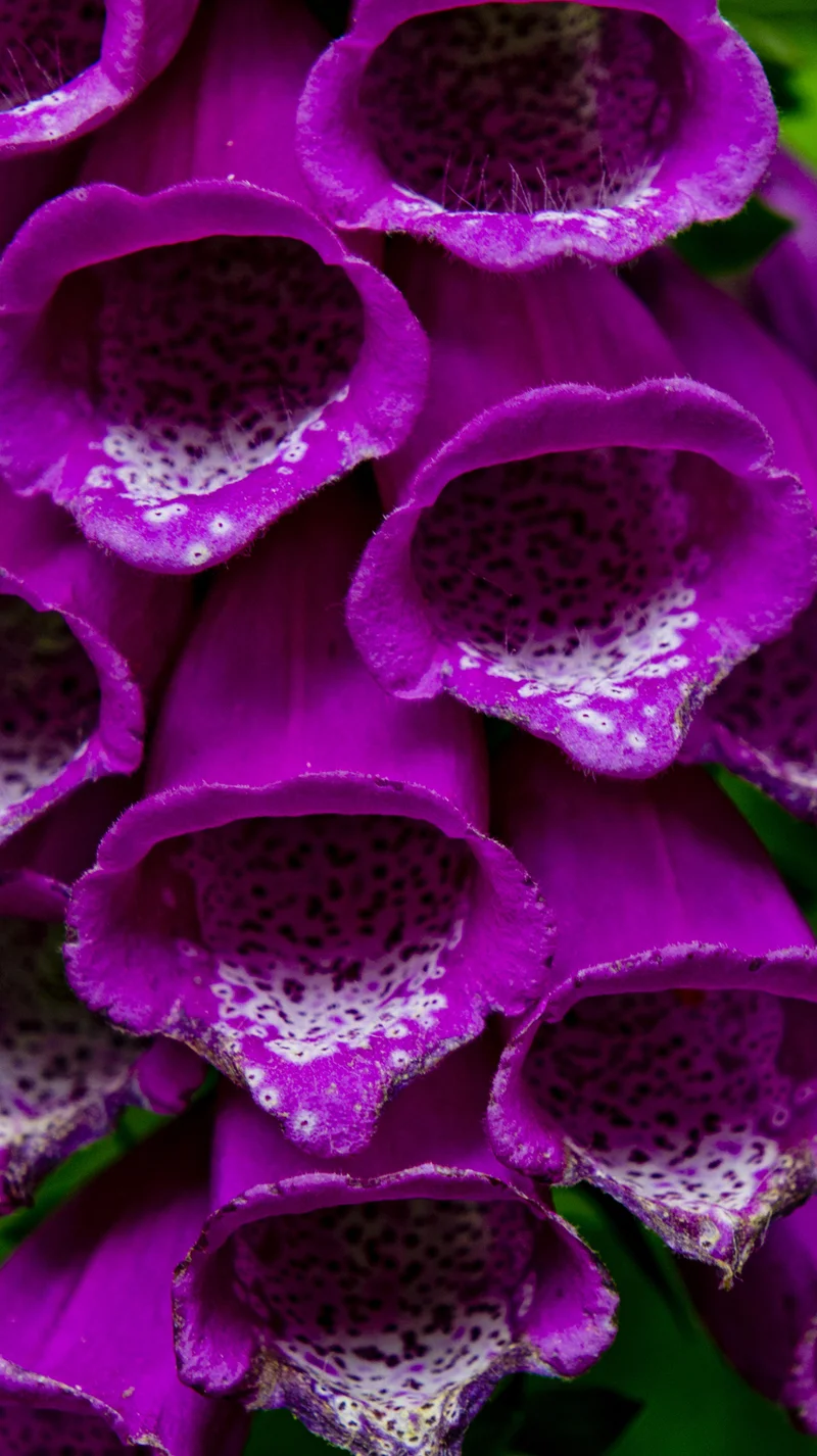 DavidElkins_Photography_Foxglove.jpg