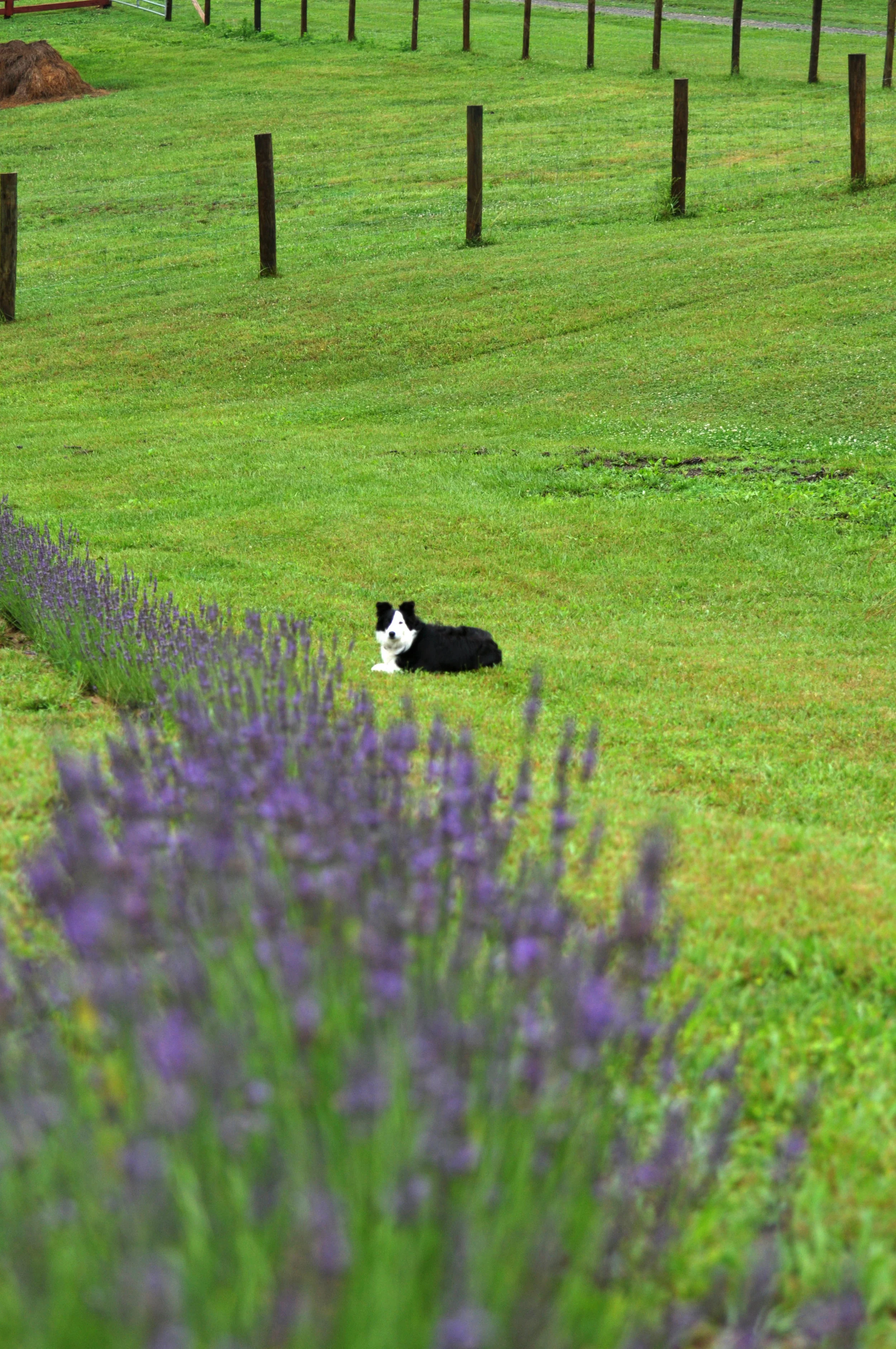 lav minou.jpg
