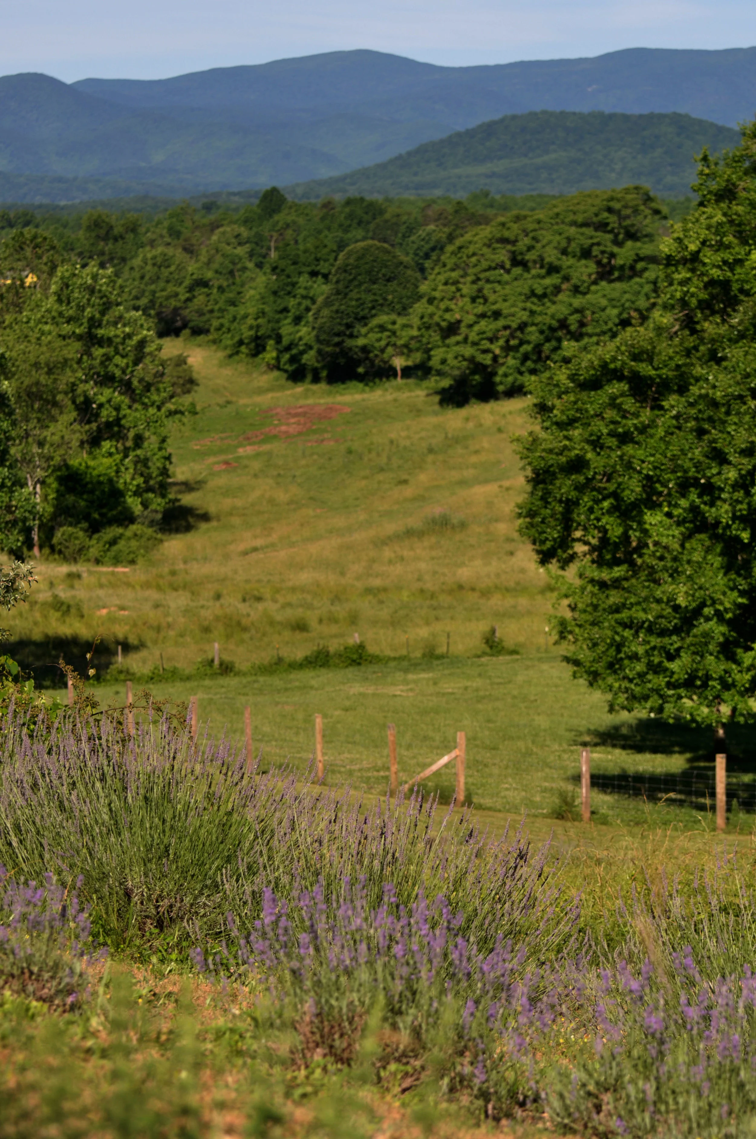 lavender farm.jpg
