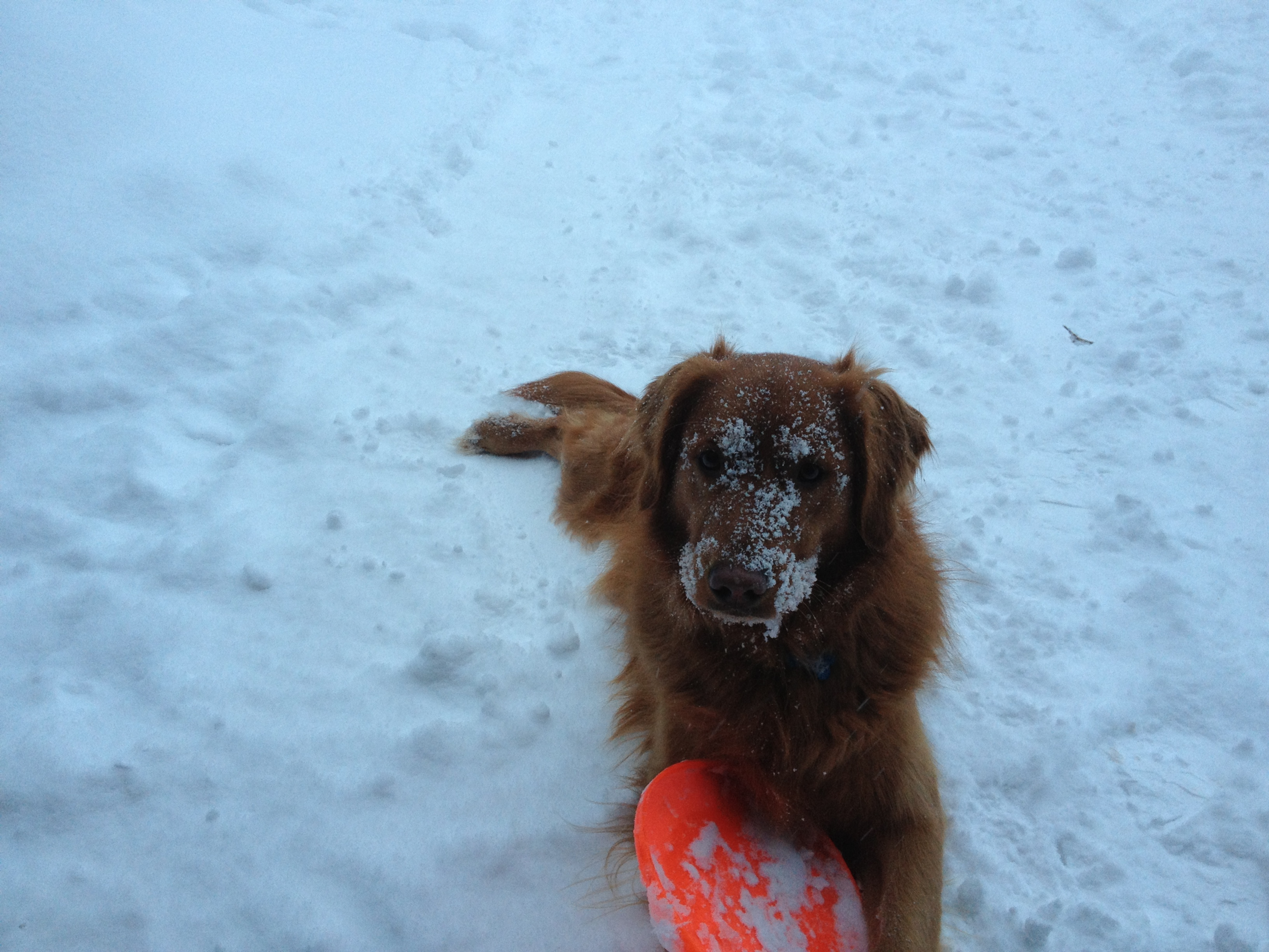  Callie Girl loves the snow 