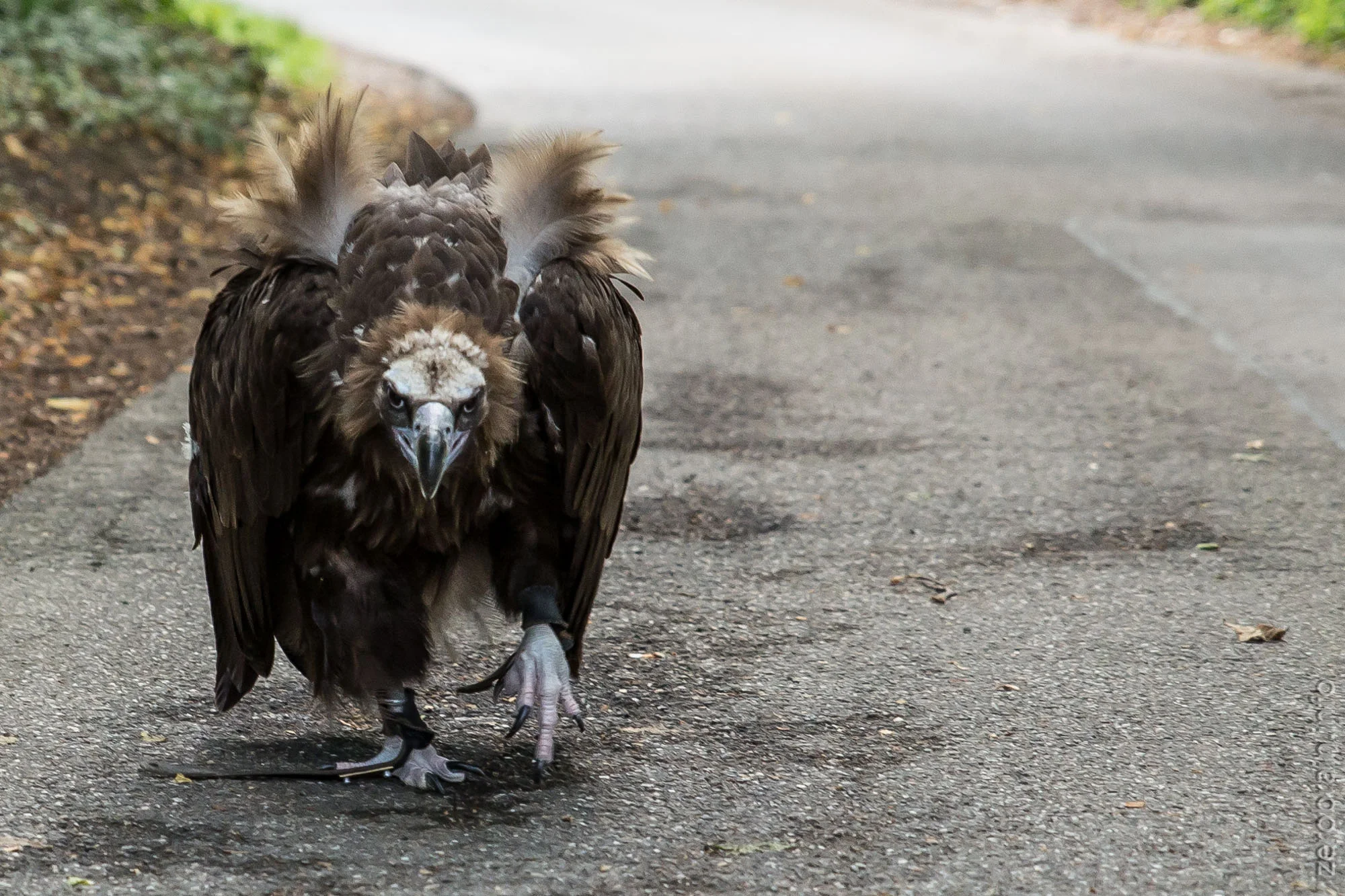 Fotostory: Falkenhof Rosenburg