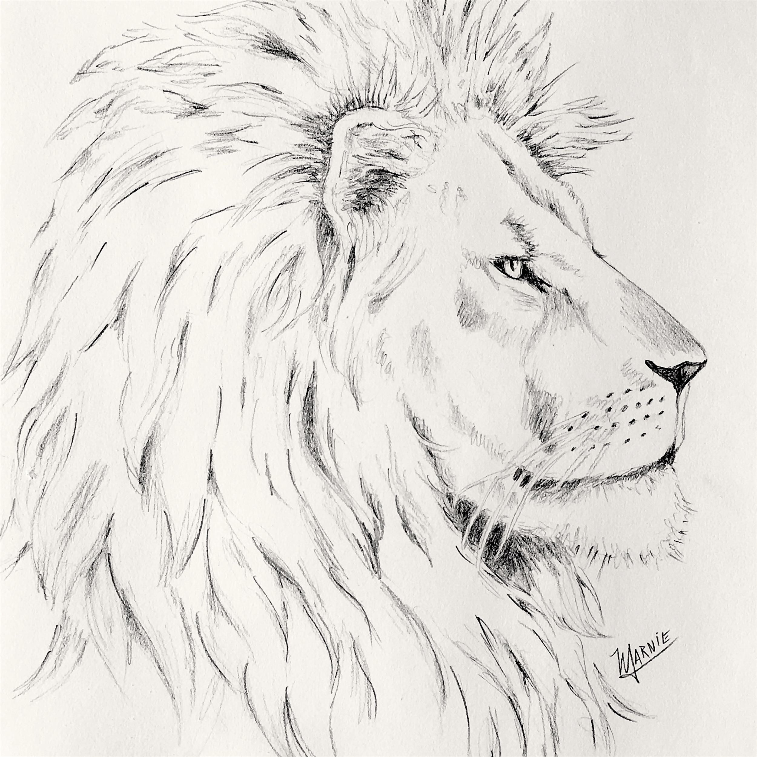 pencil lion2.jpg
