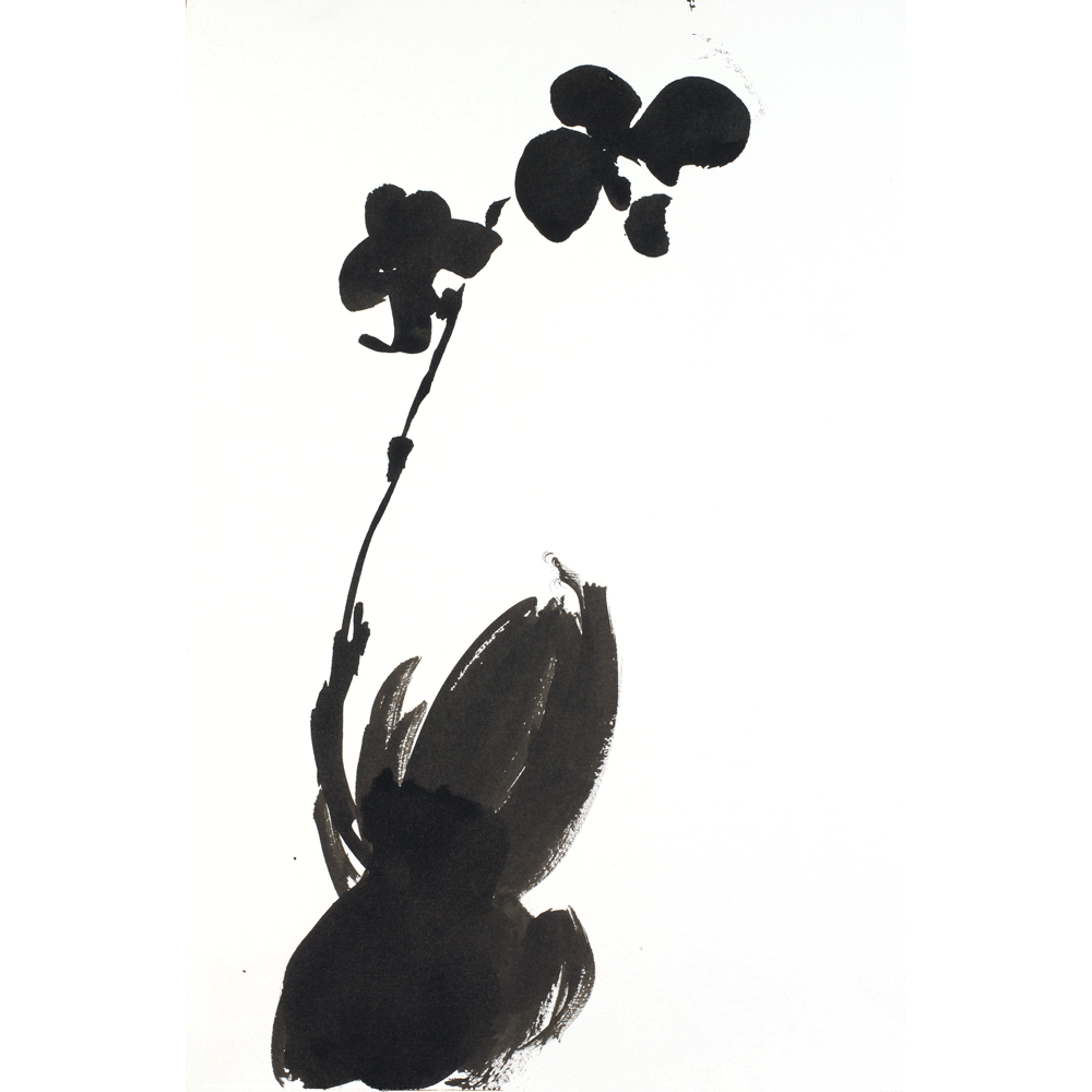 2009 · Orchid VIII