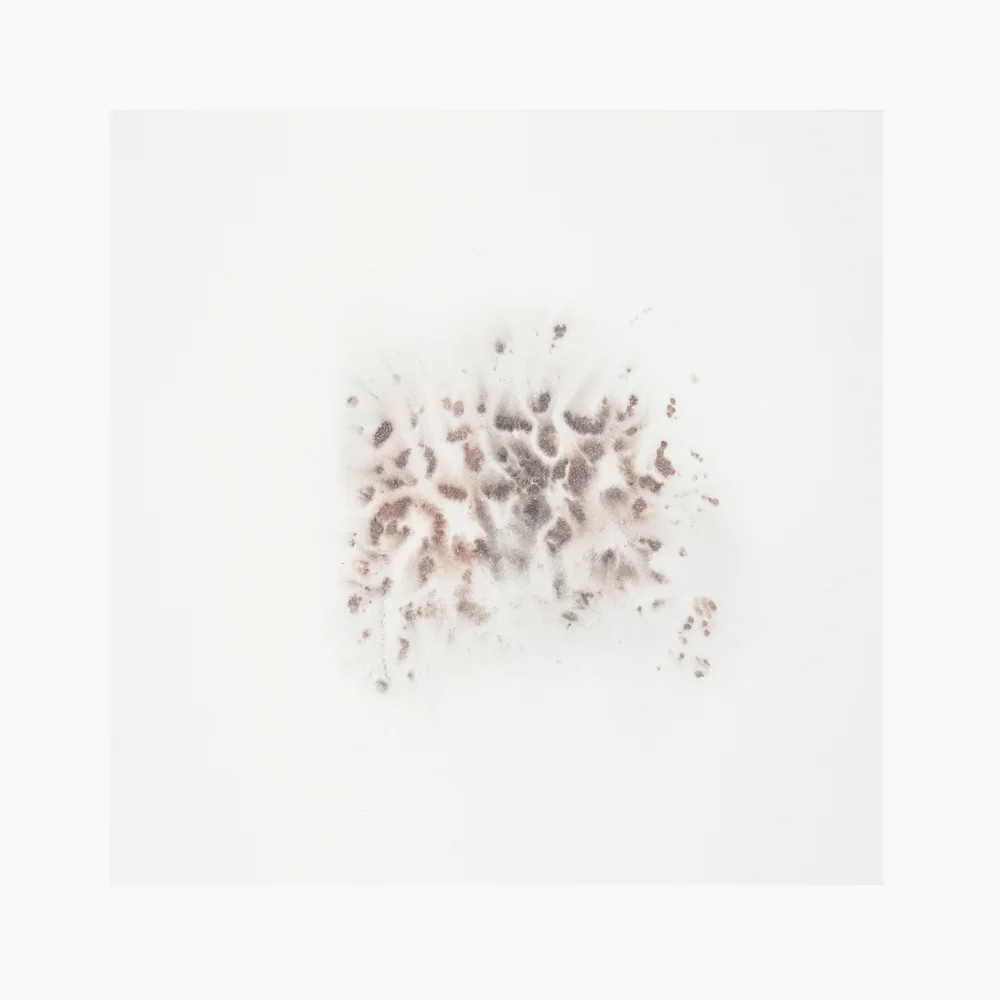 2015 · Figment in Platinum black & Rose II ◎