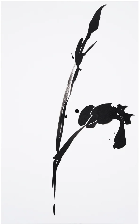 Botanical Study · Iris #12