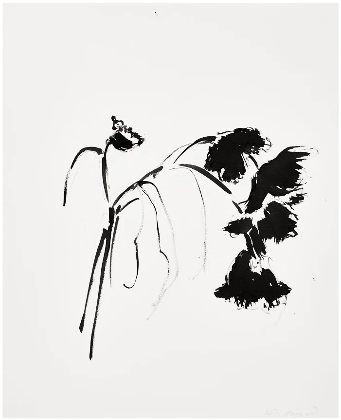 Botanical Study · Fringed Tulip #5 ◎