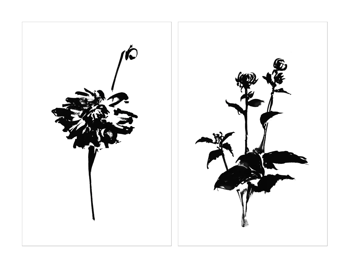 DALHIA-DIPTYCH.jpg