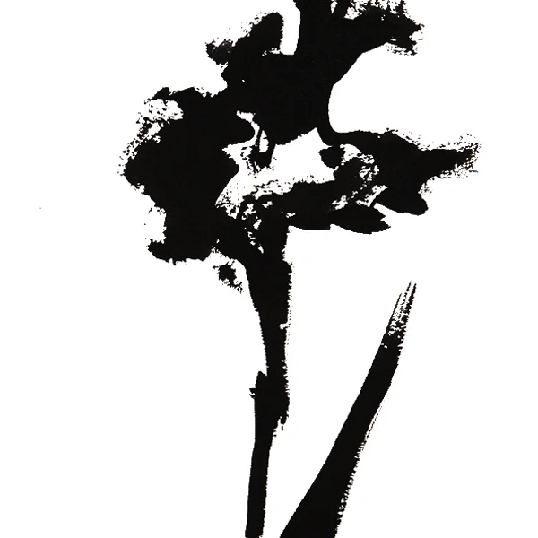 GLADIOLUS 1 PRINT DETAIL SQ.jpg