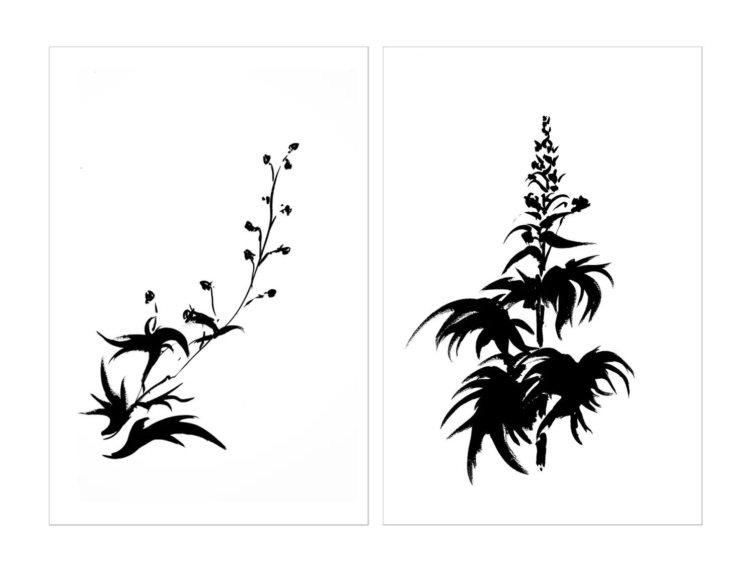 DELPHINIUM DIPTYCH.jpg