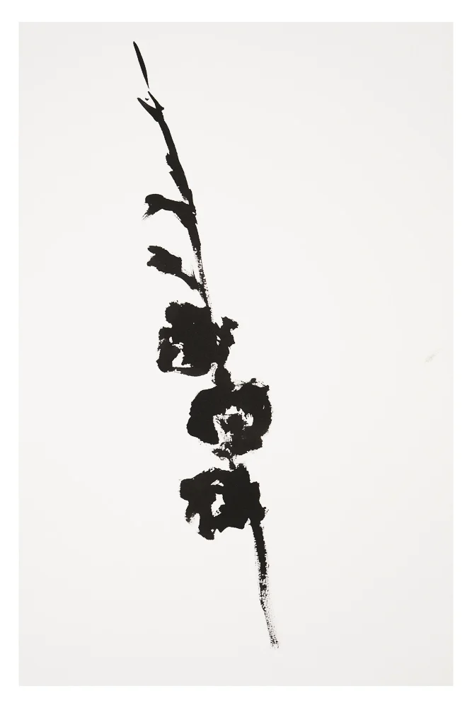 Botanical Study · Gladiolus #5