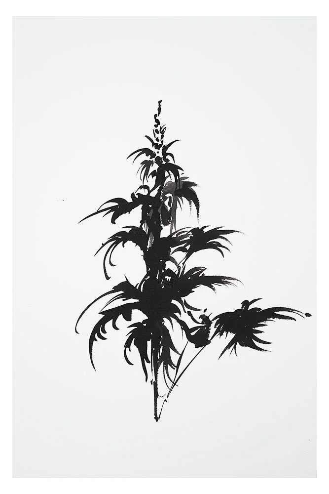 Botanical Study · Delphinium #6