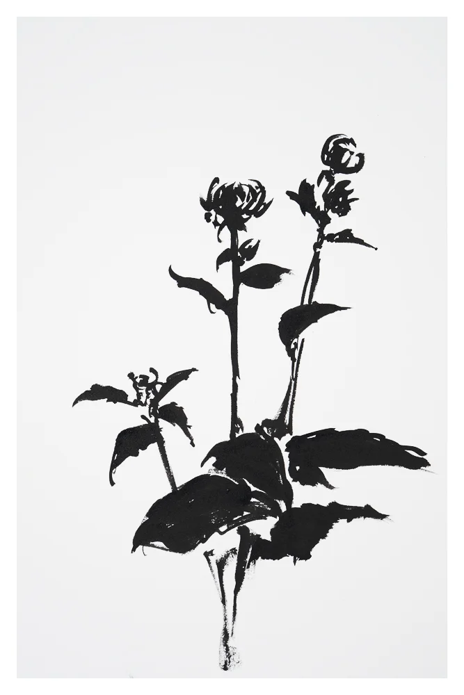 Botanical Study · Dalhia #5
