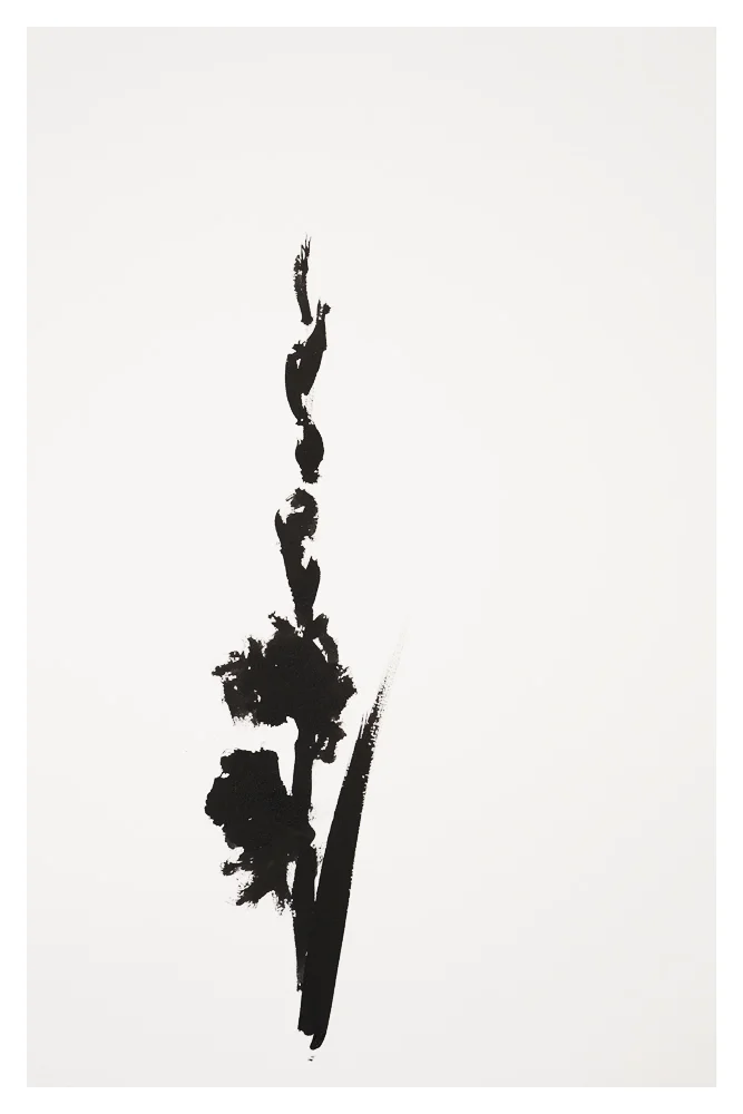 Botanical Study · Gladiolus #4