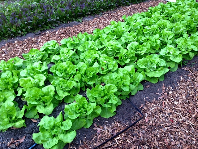 Butterhead lettuces grow beautifully in the winter in hoop houses.