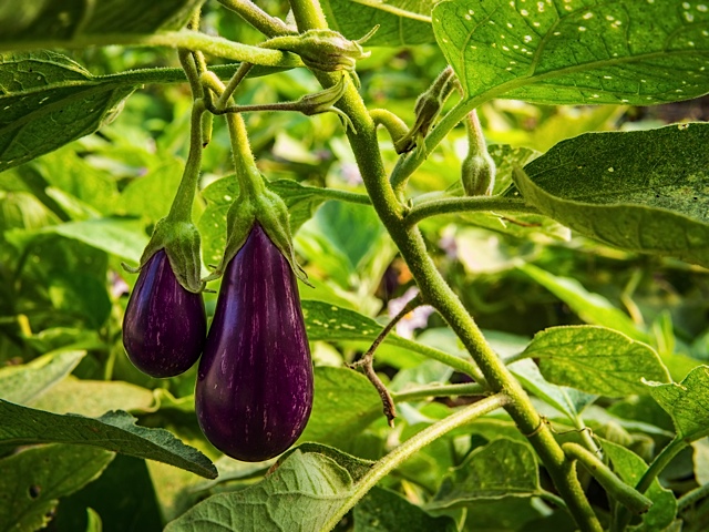 Beautiful eggplant are another important summer crop.