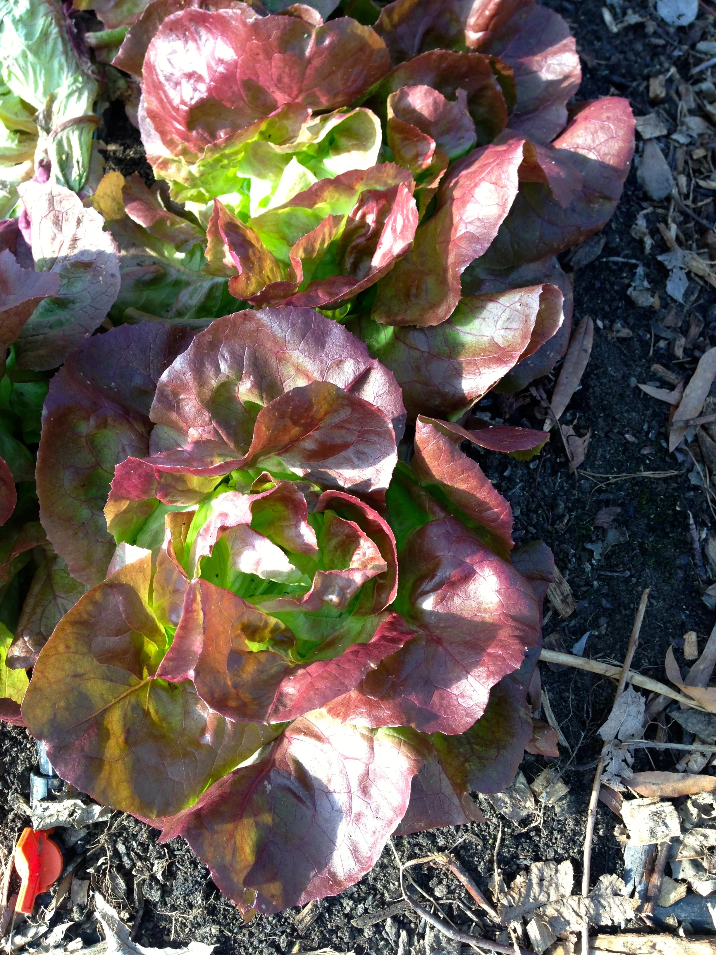 Not only does it taste good and is healthy, but this red butter head lettuce is beautiful too. 