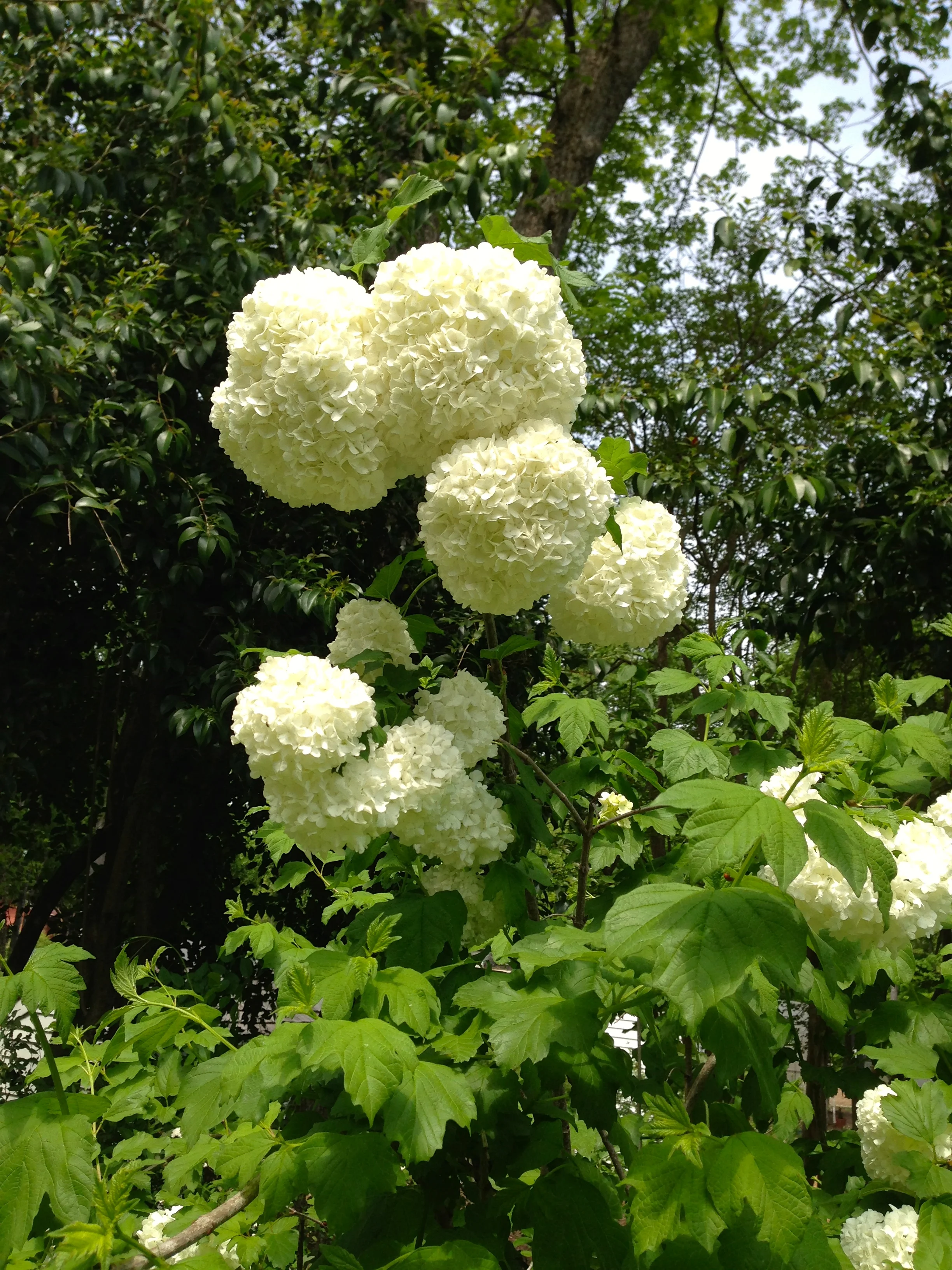 A really glorious viburnum gives its all each spring.