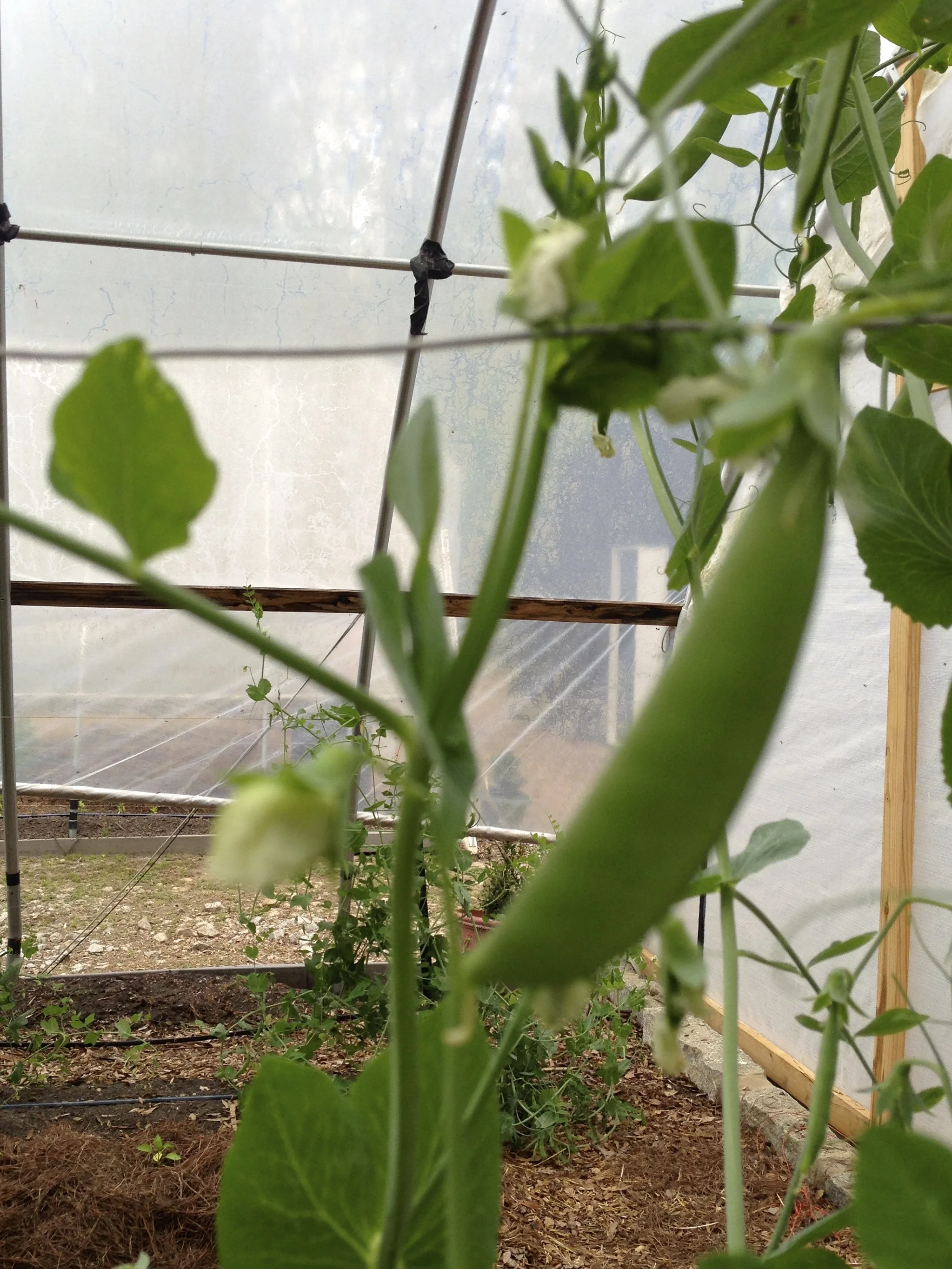Sugar Snap Peas bloom and produce plentifully. They were started early in the warmer environment of one of the hoophouses.
