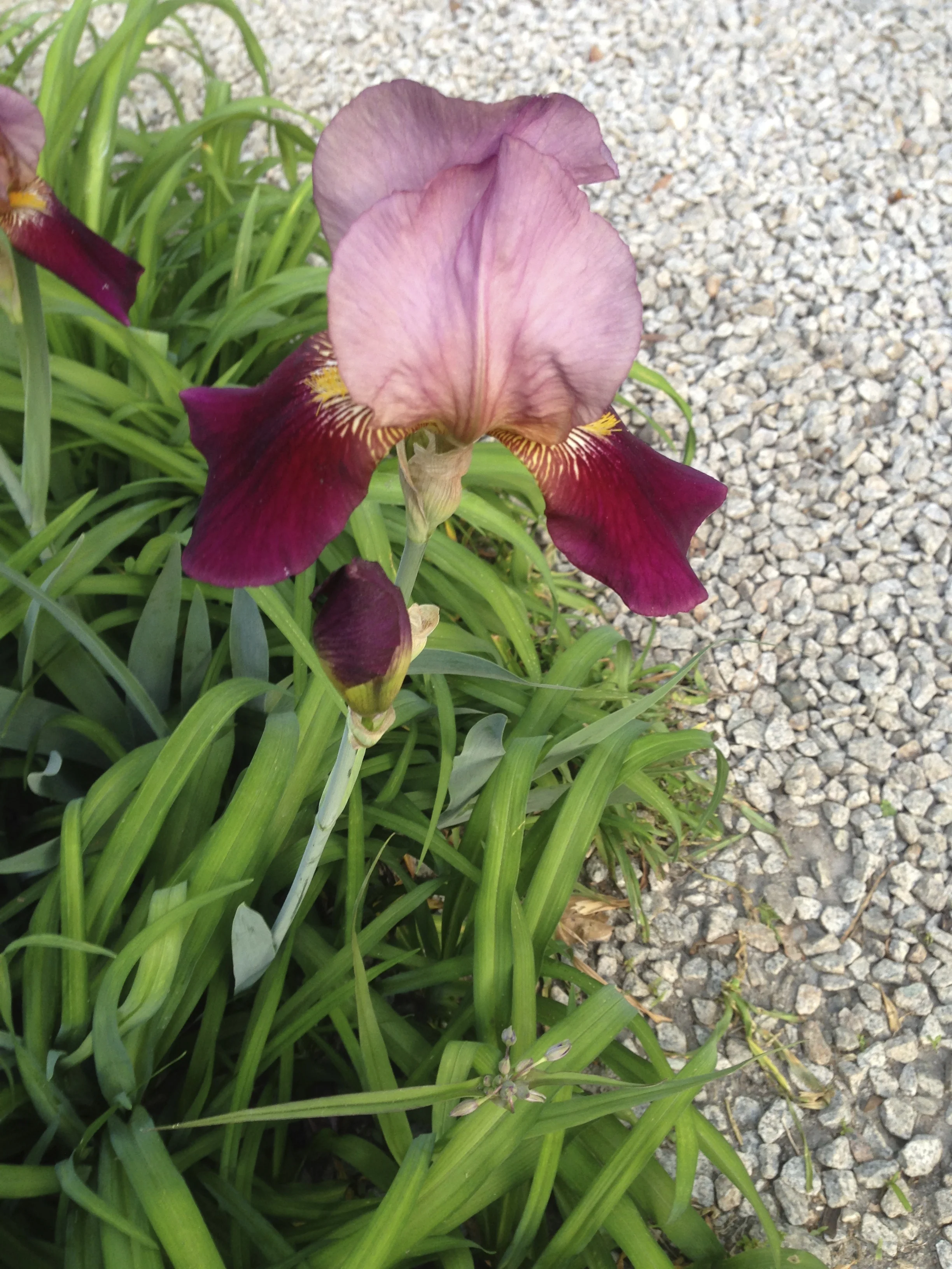 We first dug this iris from Robert's mother's garden on Lookout Mountain, moved it to Atlanta and after it had spread over the years, dug some more and brought them to Sparta.