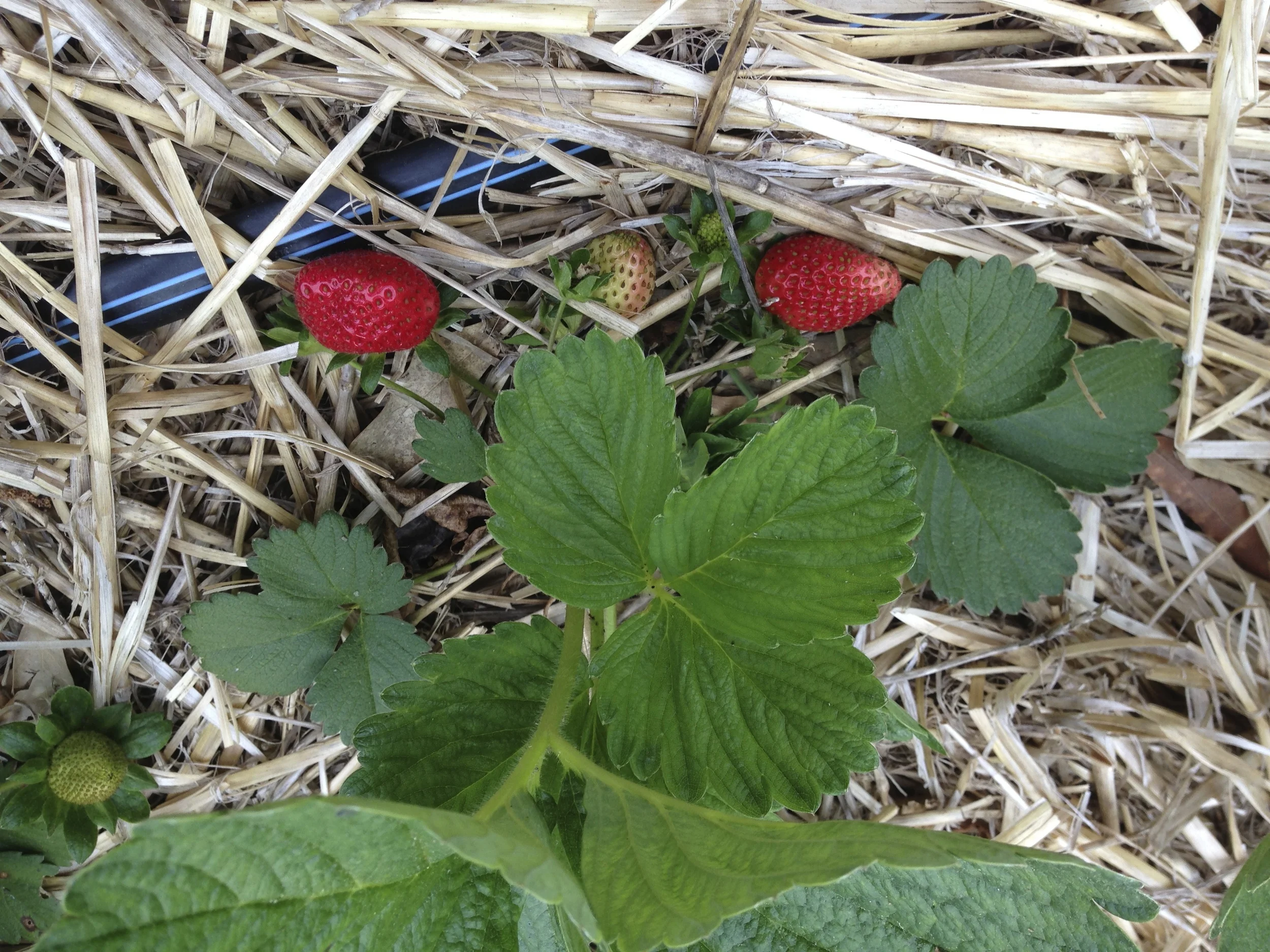 Oh boy! Here come the strawberries.